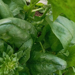 ESPINACA ORGÁNICA