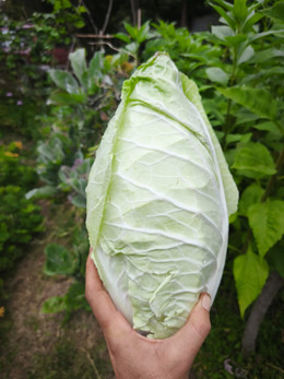 Repollo Perenne