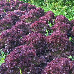 Lechuga Crespa Morada