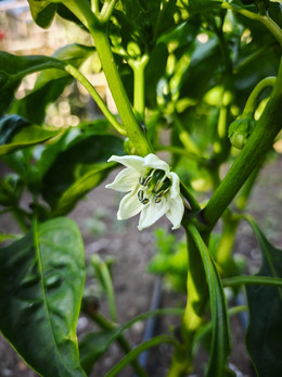 PIMIENTO REDONDO DE HUNGRIA