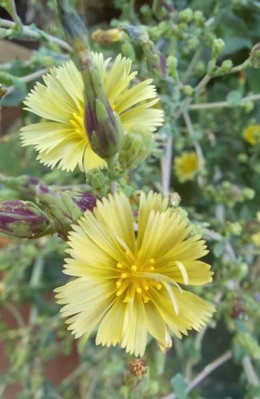 Lechuga Costina Morada