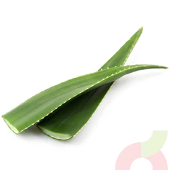 Aloe Vera 1 Unidad