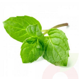 Hierba Menta Herbal 5Gr 