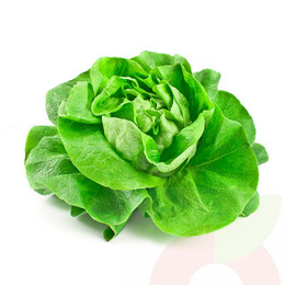 Lechuga Española por Unidad 