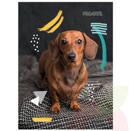 Cuaderno Animales  120 Hojas 5mm ProArte