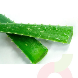 Aloe Vera 1U 