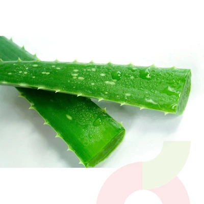 Aloe Vera 1unid