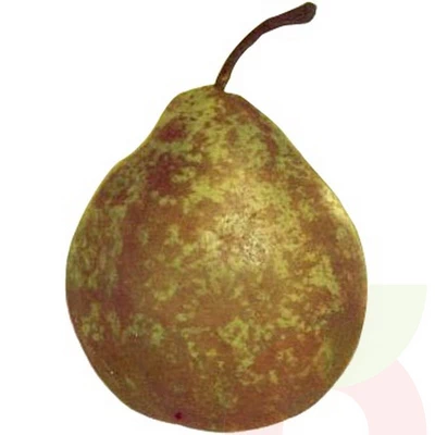 Pera Winternelli 