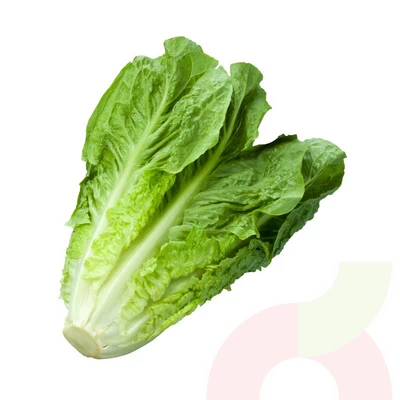 Lechuga Costina 