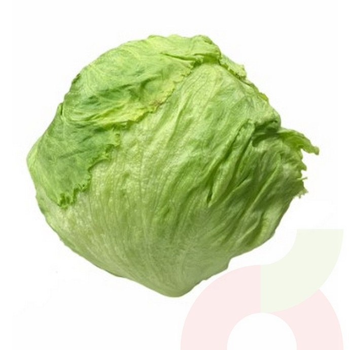 Lechuga Escarola  - lechuga los colonos .JPG
