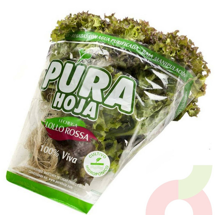 Lechuga Lollo Rosa   - pura hoja.JPG