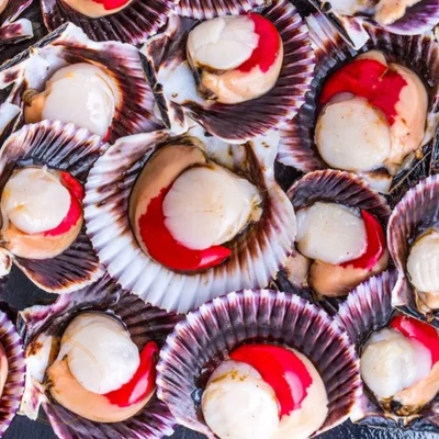 Ostión Media Concha