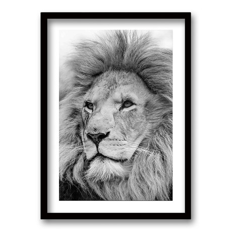 Cuadro León Black White