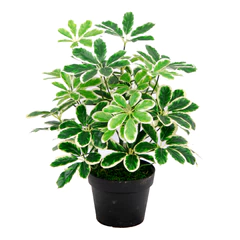 Planta Artificial Cheflera Verde